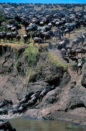 Masai Mara Animal migration